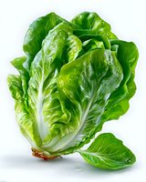 Fresh green romaine lettuce with water drops on crisp leaves and white stem, isolated on white background for food packaging and menu design.