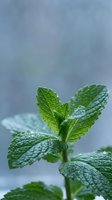 Fresh green mint leaves with water droplets on textured surface, aromatic herb plant for culinary cooking, natural organic ingredient for tea and recipes.
