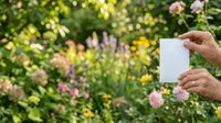 Hands holding blank white card in blooming garden with colorful flowers and green foliage, suitable for greeting cards, invitations, and promotional designs.