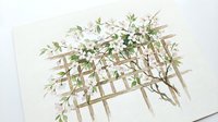 Climbing jasmine vine with delicate white flowers growing on wooden trellis lattice structure, isolated on white background for design and decoration projects.