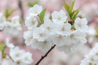 Delicate white cherry blossoms in full bloom against soft pink background, fresh spring flowers with yellow stamens and new green leaves creating romantic mood.