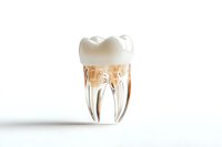 Transparent anatomical model of human molar tooth showing crown, roots and internal structure on white background, isolated dental education concept.