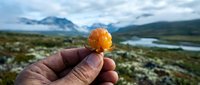Hand holding golden cloudberry fruit in remote mountain wilderness landscape with river and peaks.