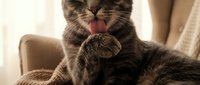 Adorable tabby kitten grooming with pink tongue out, sitting on cozy beige furniture in warm sunlight for pet care and animal behavior content.