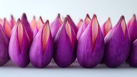 Vibrant purple and pink lotus buds arranged in row on white background, showing delicate petal texture and natural gradient coloring. Macro photography.