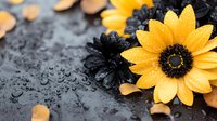 Yellow sunflower and black decorative flowers on dark wet surface with water drops. Moody floral composition for greeting cards and social media posts.