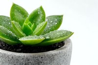 Fresh green succulent plant with water drops in concrete pot on white background, close up macro photography showing natural moisture on leaves.