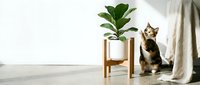 Calico cat sitting beside a potted fiddle leaf fig plant on a wooden stand in a bright, minimalist modern home interior.
