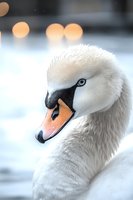 Close-up portrait of elegant white mute swan head with soft orange bokeh lights in background, showing detailed feathers and distinctive orange beak with black knob.