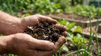 Hands holding rich dark compost soil in organic garden. Natural fertilizer for sustainable agriculture and eco-friendly farming practices.