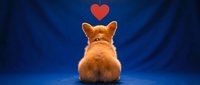 Adorable fluffy corgi dog sitting with back view showing heart symbol above head on blue background expressing love and affection for pet care concepts.