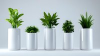 Modern minimalist arrangement of five indoor plants in white cylindrical pots against light background, showcasing different heights and leaf patterns for contemporary home decor.