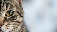 Close-up portrait of domestic tabby cat with striking green eyes and detailed whiskers against soft blurred background for pet care and animal themes.