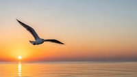 Seagull soaring over calm ocean waters during golden sunset with warm orange and pink sky colors reflecting on water surface creating peaceful seascape moment.