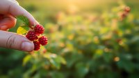 Hand holding fresh ripe red raspberries in summer garden with blurred green foliage background during golden hour sunset light for organic farming concepts.