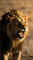 Majestic male lion roaring with golden mane in warm sunlight, displaying powerful expression and wild nature behavior in natural habitat.