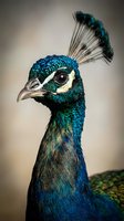Stunning peacock head portrait showcasing vibrant blue and green iridescent plumage with elegant crest feathers against soft neutral background.