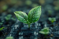 Fresh green sprout with water drops growing from dark soil, symbolizing new beginnings, growth, and environmental sustainability in nature.