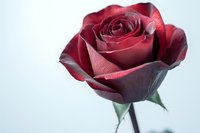 Deep red rose bloom with velvety petals and green stem isolated on white background for romantic designs, Valentine's Day cards, and floral arrangements.