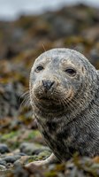 Adorable gray seal pup with whiskers sitting on rocky coastline, marine mammal wildlife portrait for nature and conservation content.