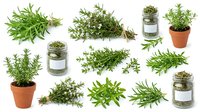 Fresh rosemary herb collection with sprigs, potted plants and glass jars isolated on white background for culinary cooking and natural medicine uses.