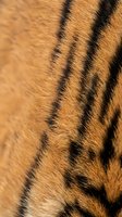 Close-up macro shot of tiger fur showing orange and black striped pattern with natural texture and detail for wildlife and nature design projects.