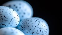 Speckled blue bird eggs with natural spotted pattern on dark background for nature and wildlife projects.