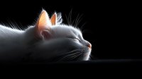 White cat profile against dark background with dramatic rim lighting highlighting fur texture, ears and whiskers in ethereal glow. Peaceful feline portrait.
