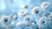 White chrysanthemum flowers with soft blue centers against dreamy light blue background, creating gentle and ethereal mood for wellness, spa and meditation designs.