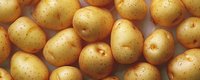 Fresh raw yellow potatoes background, organic farm produce with natural spots and texture, healthy vegetable pattern for cooking and food design.