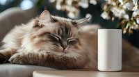 Fluffy ragdoll cat resting near white smart speaker on table with blurred spring blossom background. Cozy home atmosphere with modern technology and pet companion.