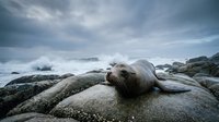 Sea lion resting on rocky coastline with dramatic cloudy sky and ocean waves crashing in background creating peaceful marine wildlife scene.