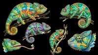 Colorful chameleons isolated on transparent background, ready for t-shirt design, clipart, stickers, sublimation, and print-on-demand products.