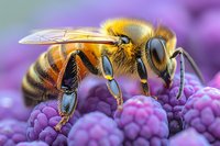 Macro shot of honey bee collecting pollen from purple flower. Detailed view shows striped abdomen, compound eyes, and delicate wings against vibrant floral background.