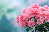 Vibrant coral pink phlox flowers in full bloom against soft turquoise background, creating dreamy spring garden atmosphere with delicate petals and fresh foliage.