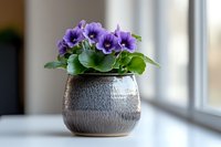 Purple pansies in ceramic textured pot on windowsill, soft natural lighting creates gentle shadows, green leaves complement delicate violet blooms.