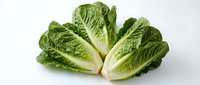 Fresh napa cabbage heads with crisp green leaves and white stems isolated on white background for healthy cooking and vegetarian meal preparation.