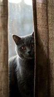 Gray cat peeking between brown curtains at window with curious expression and bright yellow eyes, suitable for pet, home decor, and lifestyle content.