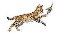 Spotted wild cat with golden coat leaping to catch colorful bird in mid-air, isolated on white background for design projects.