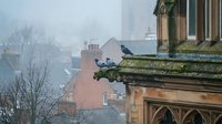 Two pigeons perched on ornate stone architecture ledge overlooking misty European city rooftops and buildings in atmospheric urban morning scene.