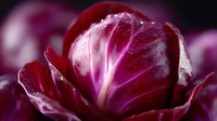 Fresh radicchio close up with water drops on purple leaves against dark background, macro photography showing vibrant natural texture and pattern.