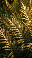 Golden sunlight illuminates feathery green foliage with warm yellow tones, ideal for nature, gardening, and botanical design projects.