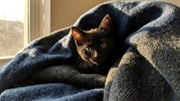 Cute black kitten peeking out from cozy blue blanket near sunny window, looking curious and playful at home.