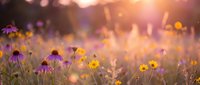 Wildflower meadow at golden hour with purple and yellow blooms creating dreamy bokeh effect in warm sunlight for nature backgrounds and wellness content.