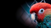Vibrant red and turquoise macaw head close-up portrait against dark background showing detailed feathers, beak, and expressive blue eye in dramatic lighting.