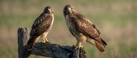 Two brown and tan raptors perch on weathered wood against a blurred green field background. Use for wildlife, nature, and bird conservation content.