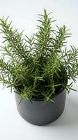 Fresh rosemary herb plant growing in modern gray ceramic pot on white background for culinary cooking and kitchen gardening concepts.