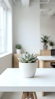 Small succulent plant in white ceramic pot on modern white desk in bright minimalist office workspace with natural light and wooden furniture.