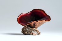 Red mushroom with dark gills and textured stem isolated on light gray background, showing natural organic form and detailed structure for nature and food photography.