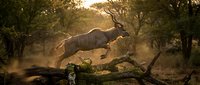 Powerful elephant leaping over fallen log in golden sunset light through African savanna woodland with dust clouds and warm atmospheric glow.